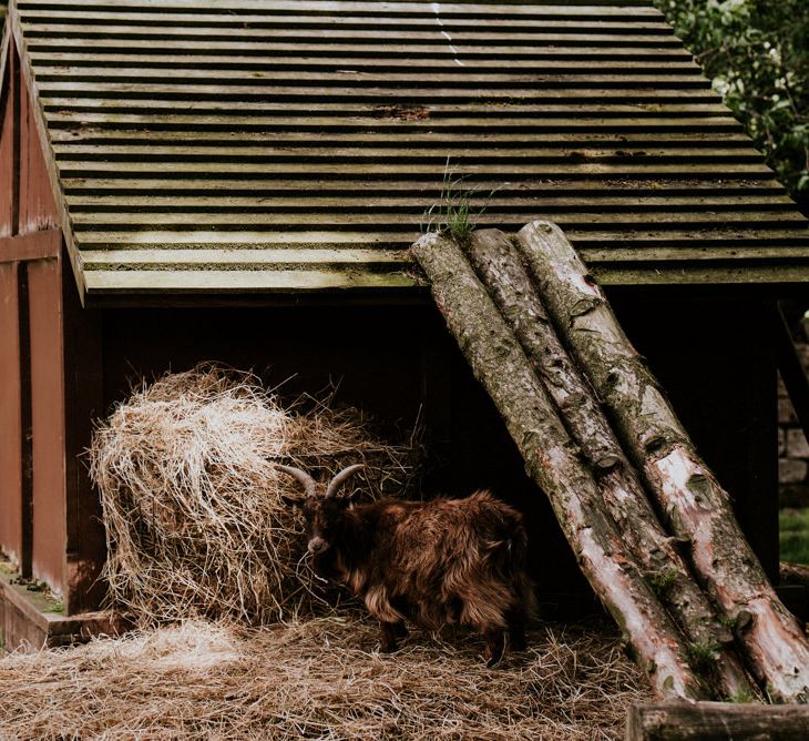 Farm Animals | Colourful Outdoor Wedding at Lineham Farm in Leeds | Shutter Go Click Photography