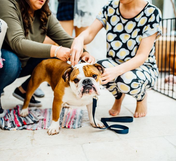 Jackson The Bulldog | Michelle Wood Photography