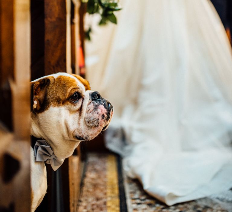 Jackson The Bulldog | Church Wedding Ceremony | Bride in Pronovias Tami Wedding Dress | Groom in Blue Moss Bros Suit | Michelle Wood Photography