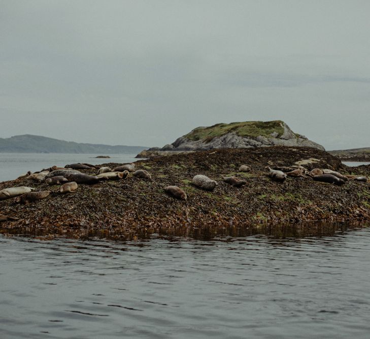 Seals | Isle of Sky Elopement Wedding | Wonderful & Strange Photography