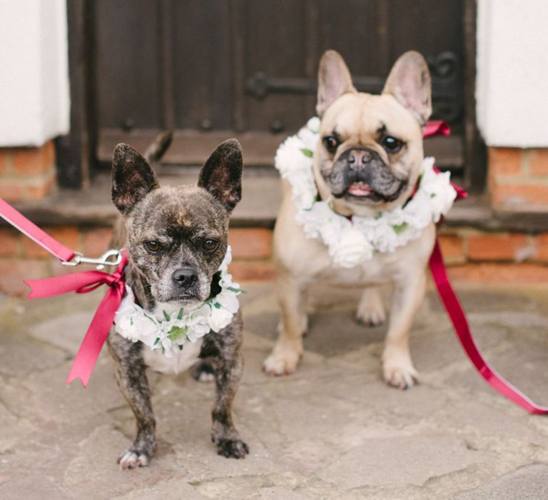 Dogs With Floral Collars For Wedding Image by Hannah Duffy Photography