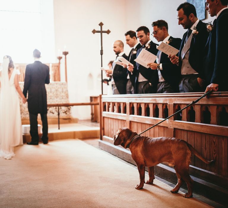 Dog At Wedding