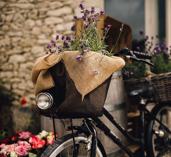 Vintage Bicycle Lavender Plants