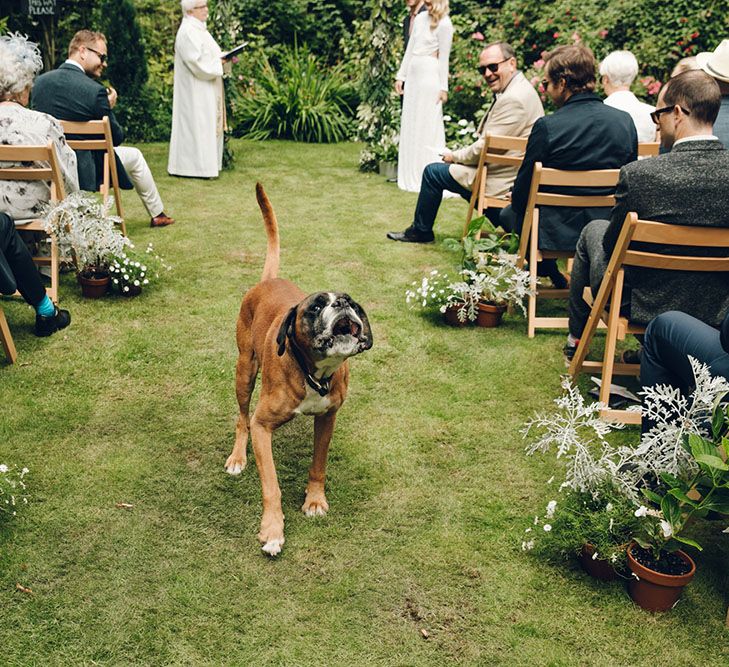 Dog at Wedding