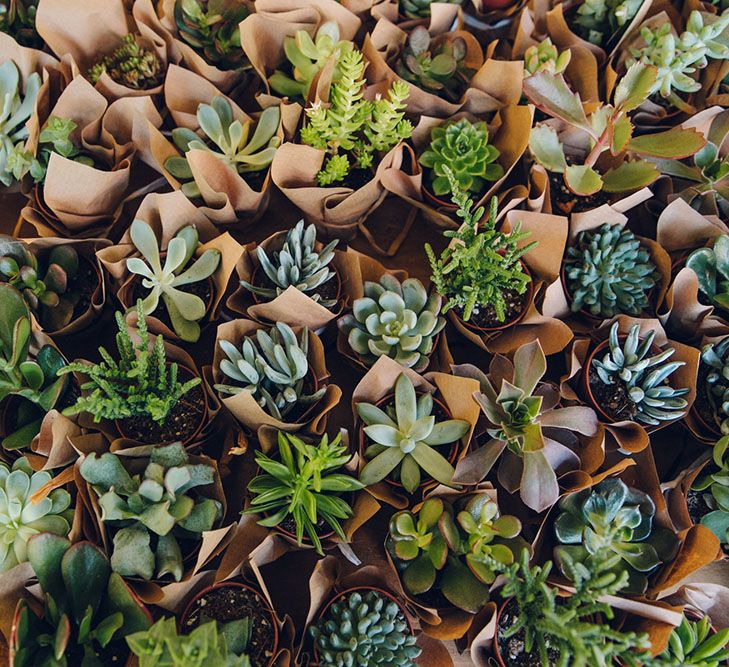 Succulent Wedding Favours by Swallows & Damsons