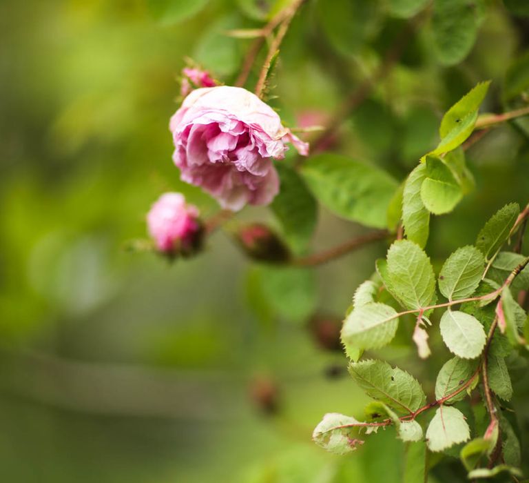 English Roses