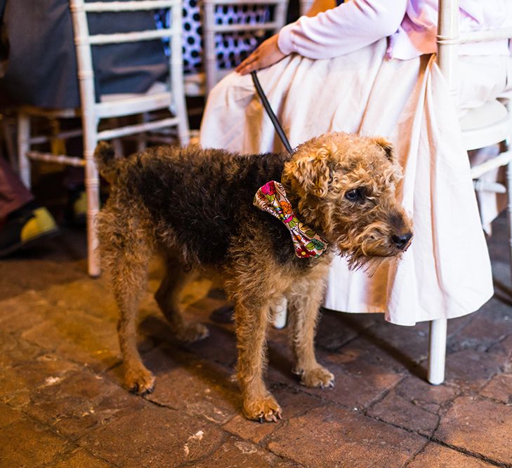 Dog At Wedding