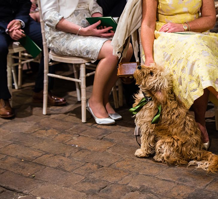 Dog At Wedding