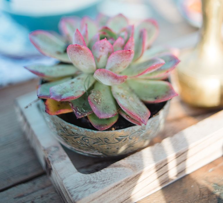 Succulents For Wedding Favours