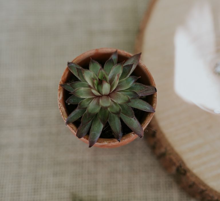 Succulent Wedding Favours