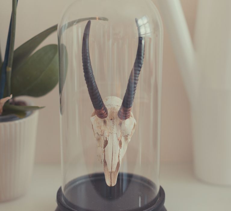 Skull & Antlers under a Cloche