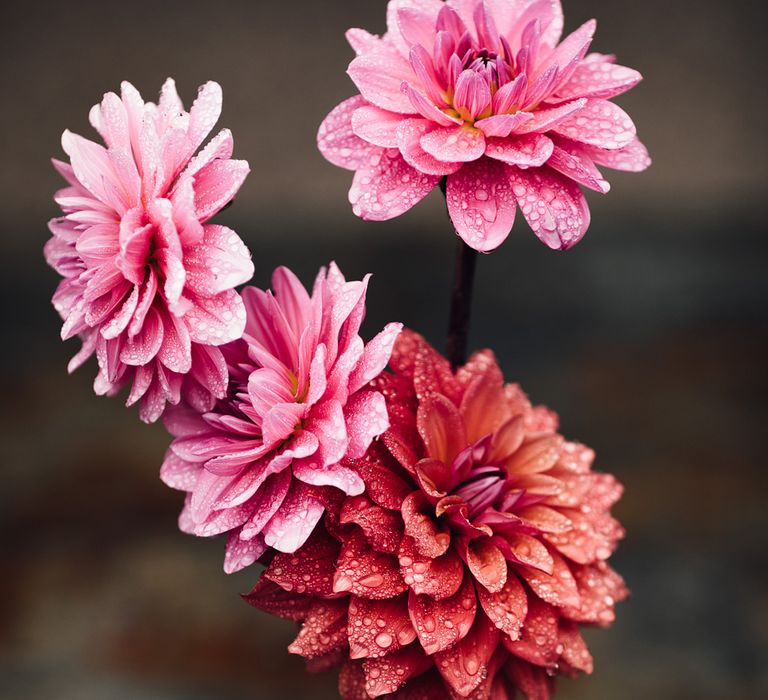 Pink Dahlias | Rustic Barn Wedding at Nancarrow Farm, Cornwall | Samuel Docker Photography