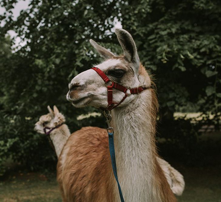 Llamas | Blue & White Outdoor Summer Wedding at Maunsel House, Somerset | Maureen Du Preez Photography