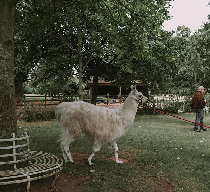 Flower Girl & Llama | Blue & White Outdoor Summer Wedding at Maunsel House, Somerset | Maureen Du Preez Photography