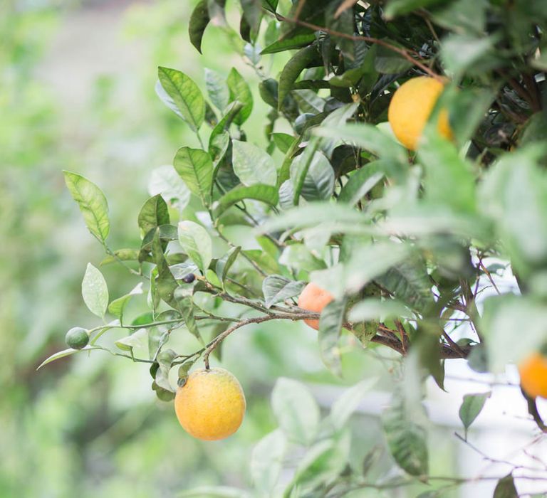 Lemons | Intimate Outdoor Destination Wedding at Kinsterna Hotel & Spa in Greece | Cecelina Photography