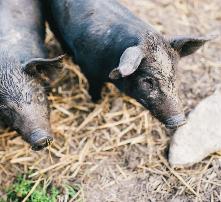 Muddy Piggies At Grittenham Barn