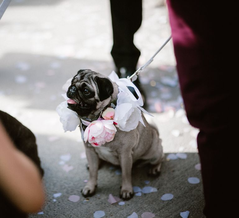 Pet Pugs in Floral Collar