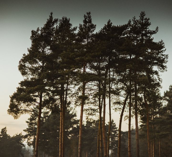 Golden Hour Engagement Pre Wedding Shoot At Thetford Forest Norfolk Suffolk With Stylish Couple And Images From Gione Da Silva