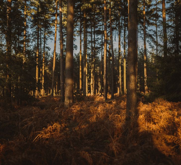 Golden Hour Engagement Pre Wedding Shoot At Thetford Forest Norfolk Suffolk With Stylish Couple And Images From Gione Da Silva