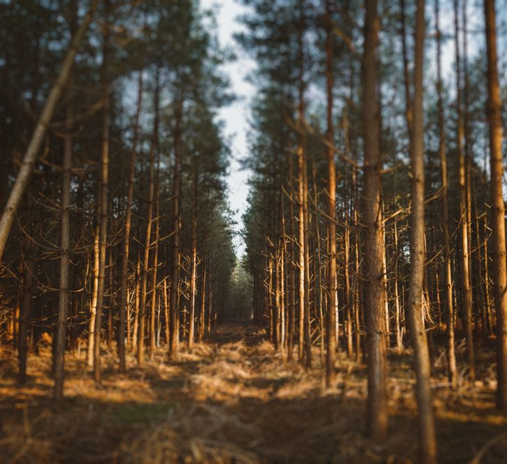 Golden Hour Engagement Pre Wedding Shoot At Thetford Forest Norfolk Suffolk With Stylish Couple And Images From Gione Da Silva