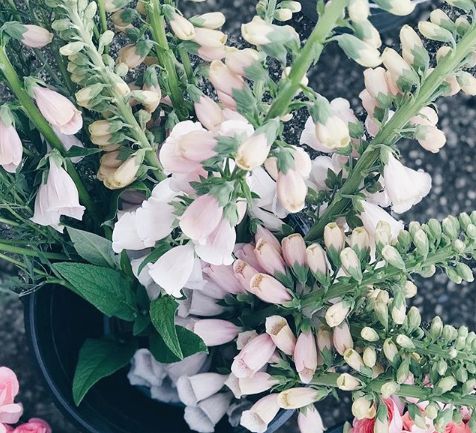 Foxgloves Grown By 3acre Blooms