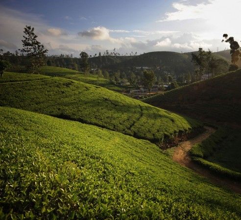 Ceylon Tea Trails