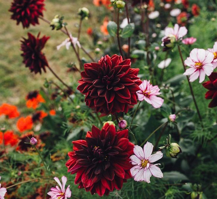 Dahlias For A Garden Party Wedding