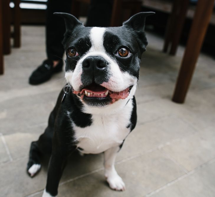 French Bull Dog | Bright Wedding at The Oyster Shed in London | Chris Barber Photography