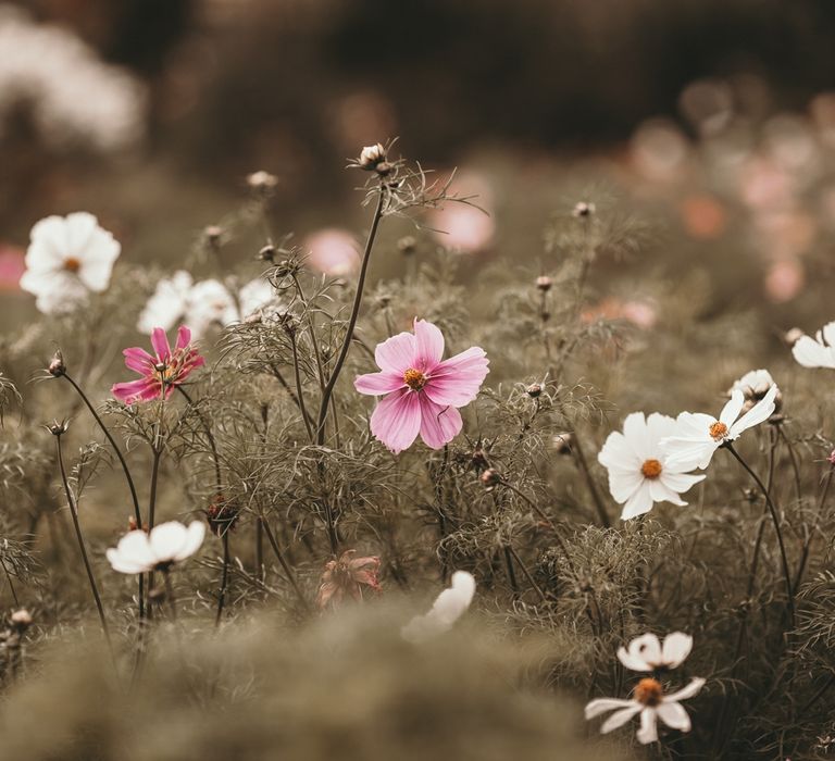 Cosmos In The Garden At Babington House