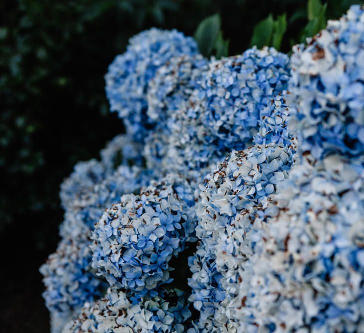 Blue Hydrangeas