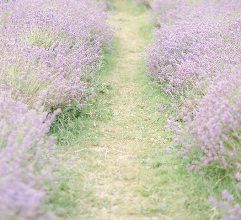 Lavender Fields