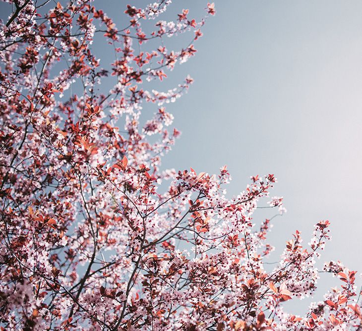 Cherry Blossom At Wedding