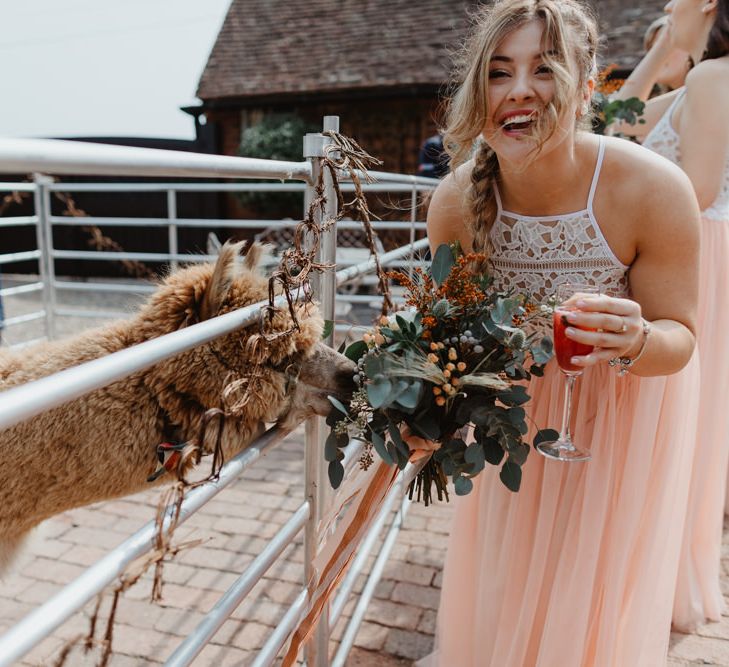 Alpaca Eating the Bridesmaid in Peach Tulle Skirt and White Lace Top, Bouquet