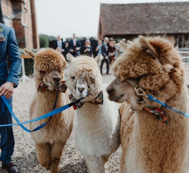 Alpacas at Wedding