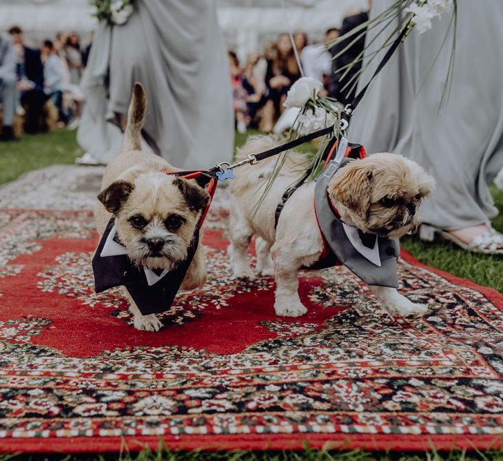 Pet Dogs in Tuxedo Outfits Walking Down the Aisle