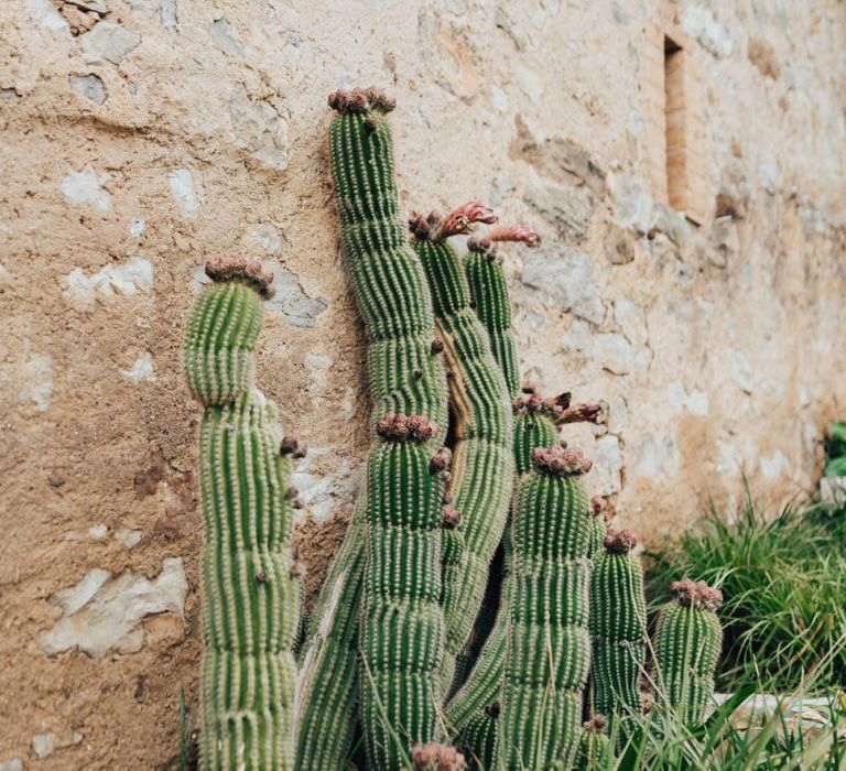 Cactus Plants at Barcelona Wedding Venue This Must Be The Place