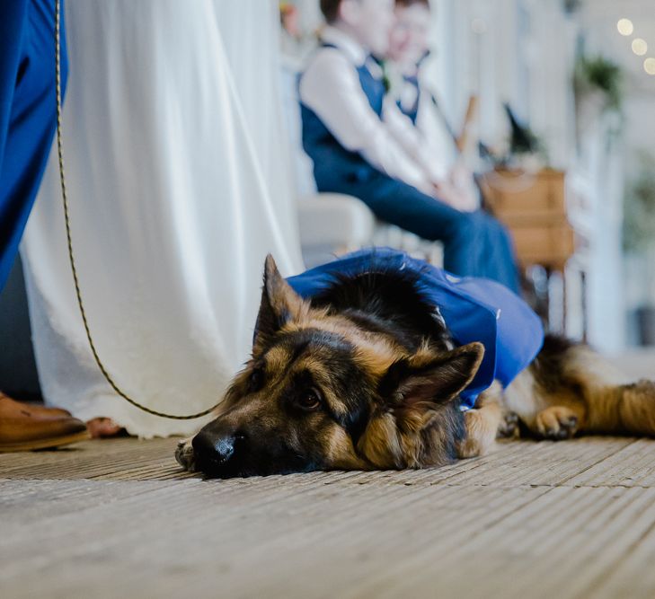 Pet Alsatian | Lusty Glaze Beach Wedding Newquay Cornwall | Alexa Poppe PhotographyLusty Glaze Beach Wedding Newquay Cornwall | Alexa Poppe Photography