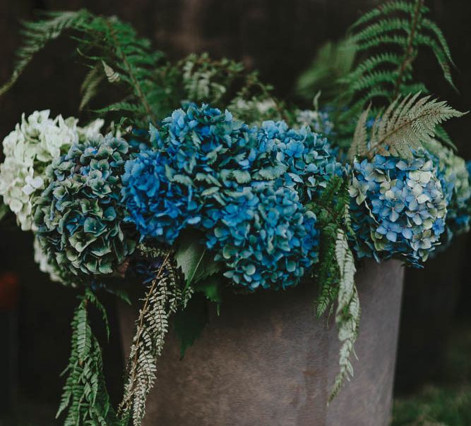 Blue Hydrangea Heads