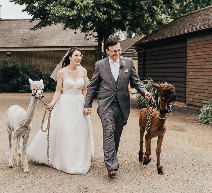 Alpaca wedding guests at farm wedding