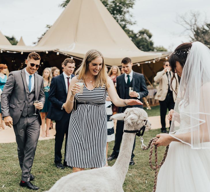 Alpaca wedding guests at rustic wedding