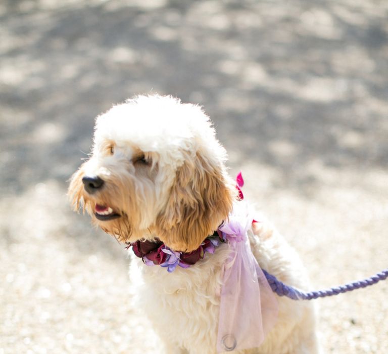 Cockapoo Ring Bearer Dog with Floral Collar