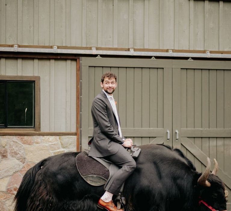 Groom in suit supply suit on a bull