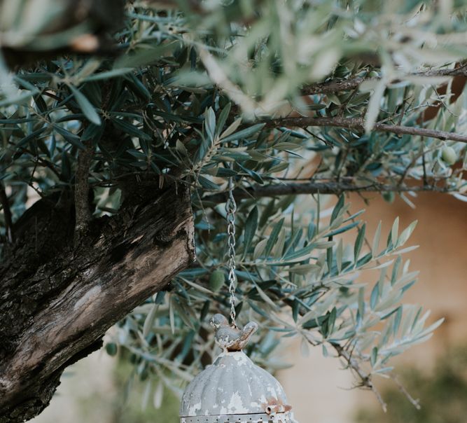 Grey Hanging Lantern in a Tree