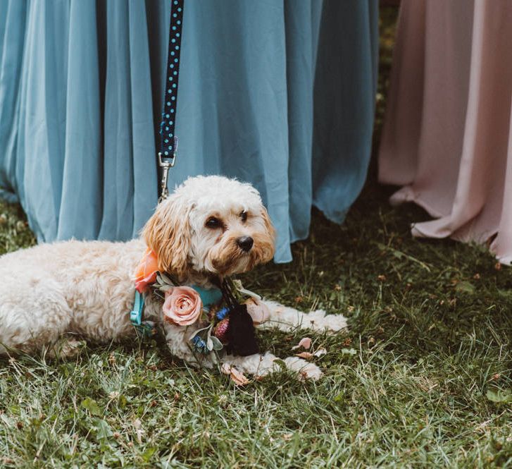 Cockapoo Dog with Floral Collar