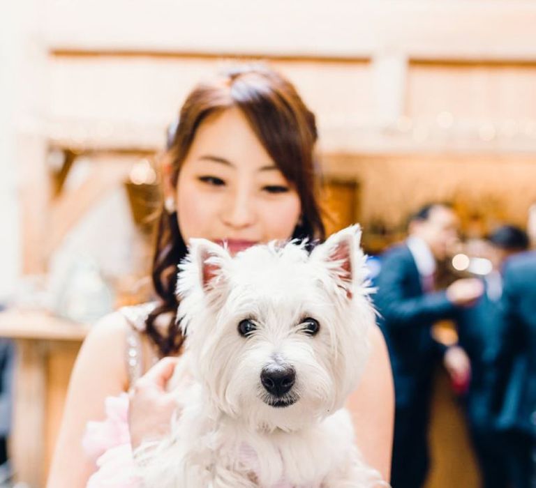 Cute white dog at wedding ceremony