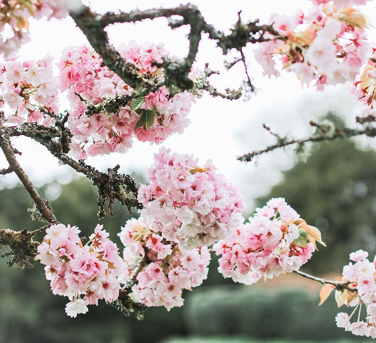 Pink Blossom | Effortless French Chic at Hale in Hampshire | Charlotte Wise Fine Art Photography