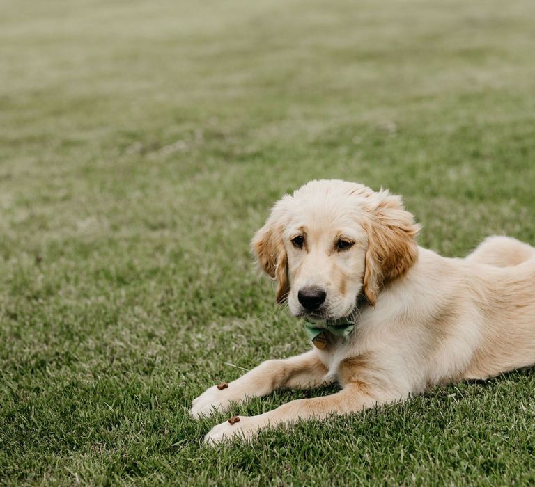 golden retriever puppy