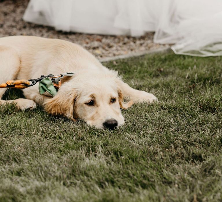 Pet golden Labrador with mint bow tie for socially distanced wedding with Korean wedding dress