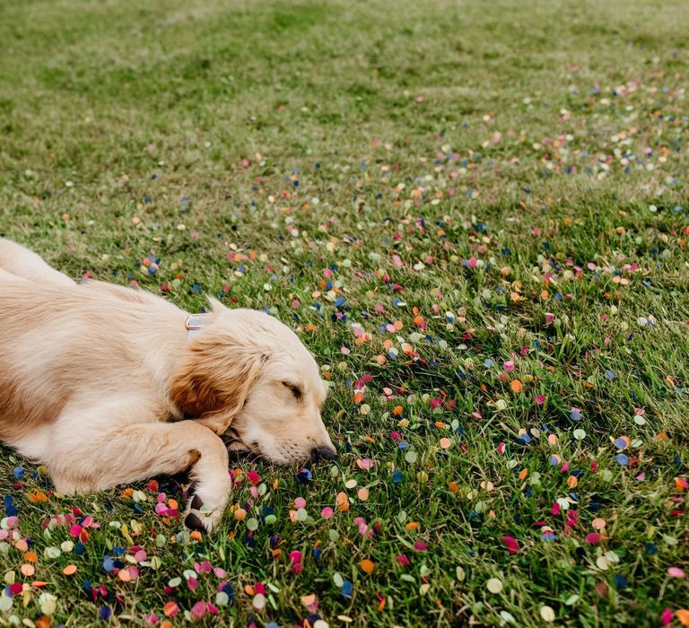 Pet dog at wedding surrounds by confetti