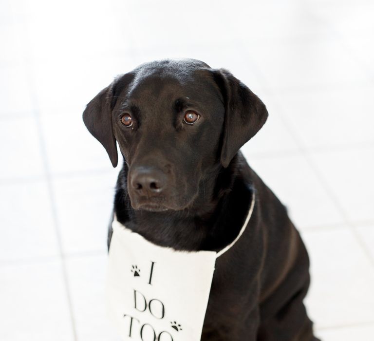 Pet dog with I Do Too bib on